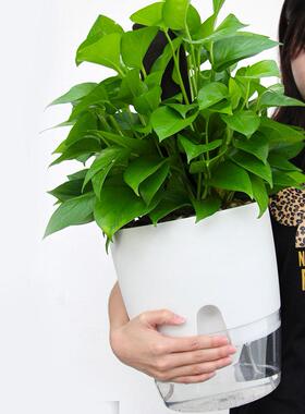 ABS Automatic Self Watering Flower Pot for Succulent Plants