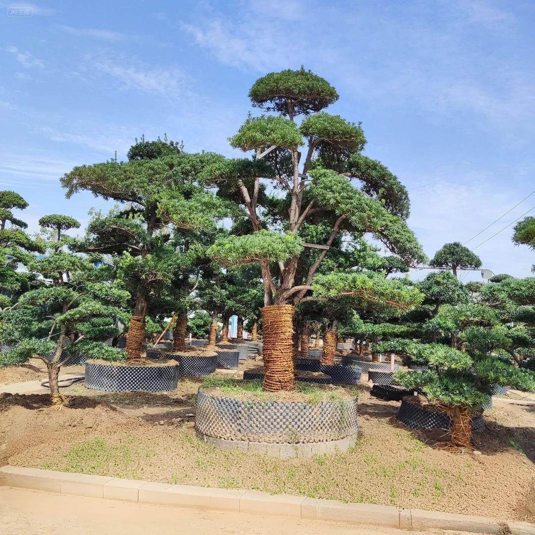 一物一拍造型罗汉松迎宾迎客松树苗庭院造景盆景绿化别墅室外大树