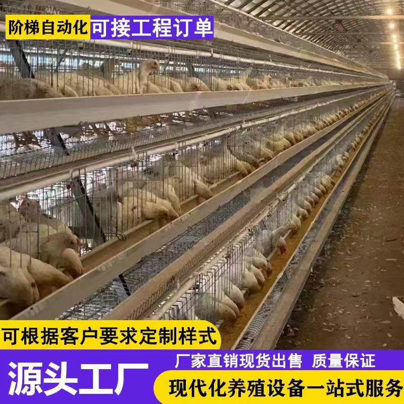 阶梯自动化鸡笼三层四层可镀锌自动喂料机捡蛋清粪机鸡舍养殖设备