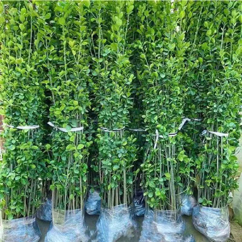 树苗丛生围墙黄杨冬青庭院长青绿篱耐寒北海道大植物万年青四季叶