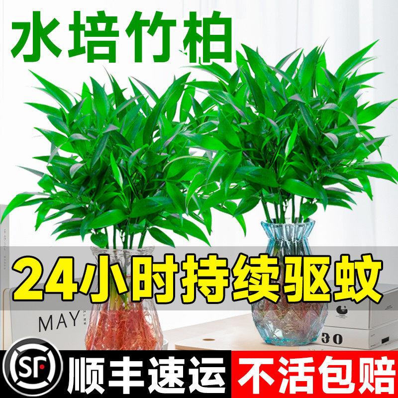 水培驱蚊竹柏植物室内水养绿植花卉盆栽办公室桌面四季常青好养活