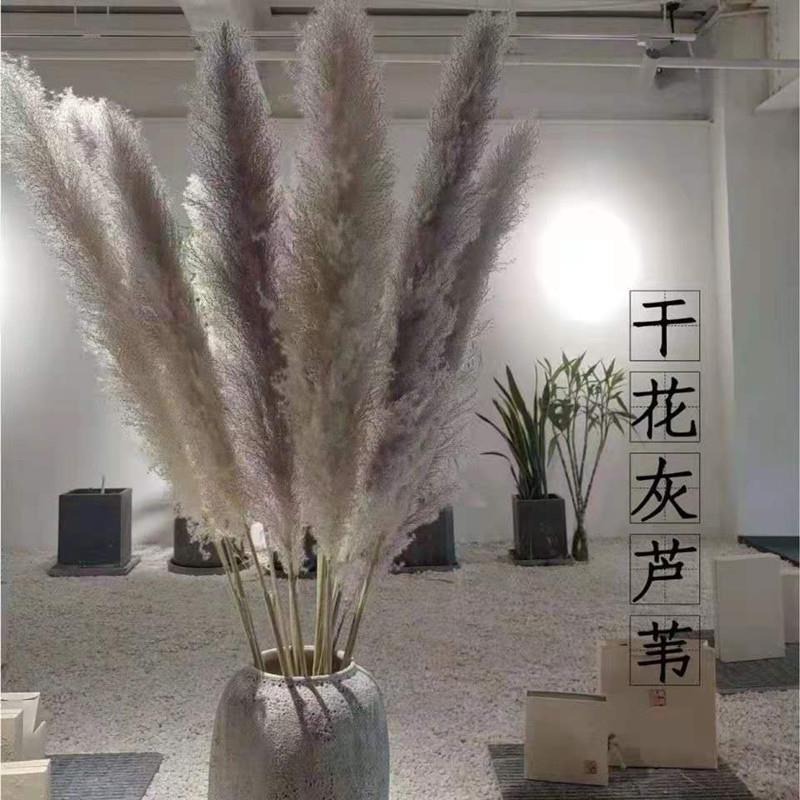 新品网红大芦苇蒲苇干燥花花束桌面摆件拍摄道具插花装饰永生花天