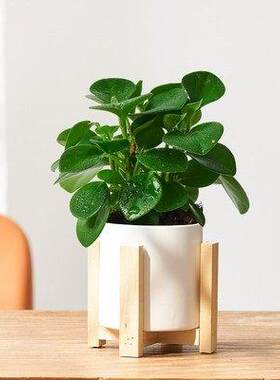 净化空气防辐射植物桌面小盆栽发财树芦荟吊兰绿萝虎皮兰室内好养