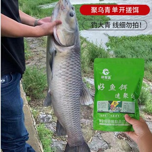 聚乌青 青鱼 饵料 黑坑黑鲩大物钓鱼手竿钓饵 代发鱼饵