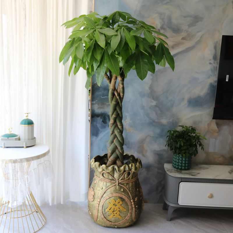 辫子发财树盆栽好养四季常青净化空气客厅办公室大型室内绿植开