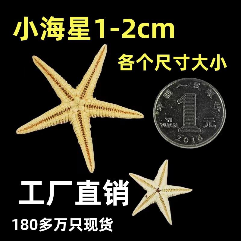 小海星迷你小海星五指海星扁海星地中海拍摄道具饰品1-2cm