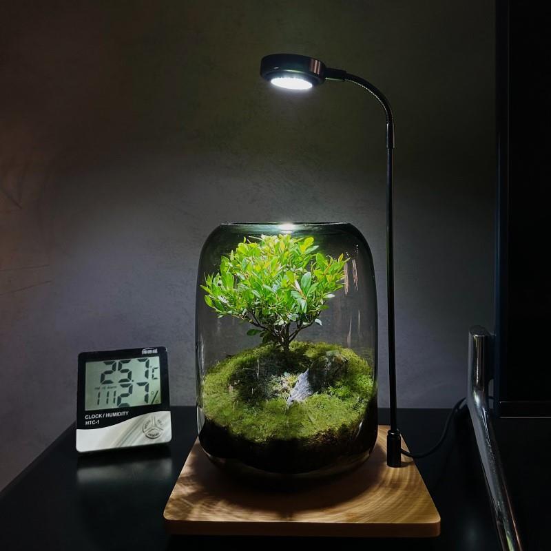 生命之树创意桌苔面微景盆观成品景LLC懒人好养鲜活绿藓植生态瓶