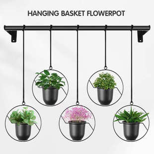 盆吊篮萝多源头壁挂铁悬挂花篮肉工厂艺植物绿吊兰挂花架花盆创意