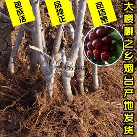 车厘子树苗南方北方种植盆栽地栽种山东烟台鲁樱三号大樱桃苗