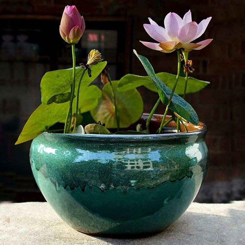 瑕疵处理多款碗莲睡莲水培花盆莲花水生植物陶瓷荷花无孔盆大新品
