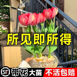 郁金香种球盆栽水培绿植花种带花苞郁净香成品苗土培植物室内花卉