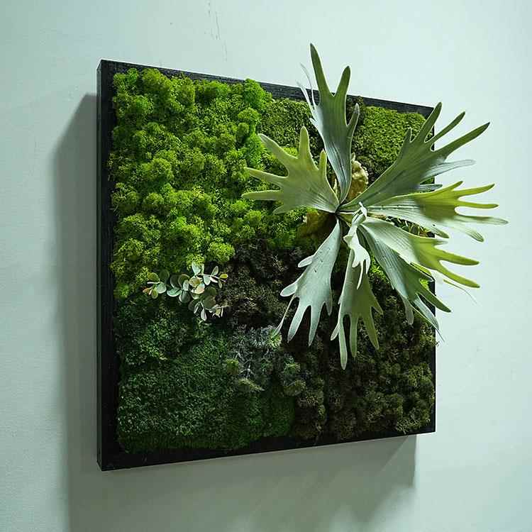 永生苔藓植物壁挂室内墙面软装白发藓样品房走廊装饰框画彷真多肉图片