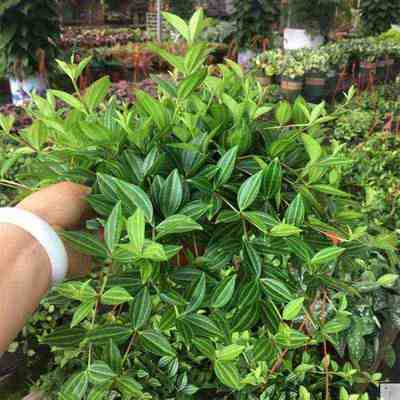青白玉吊兰白玉吊兰汉白玉吊兰垂吊观叶植物净化空气