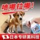 狗狗厕所诱导剂狗大小便引导宠物定点排便训练除臭剂 日本专研