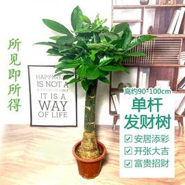 大型发财树盆栽单杆桩室内客厅办公前台装饰植物，观叶花卉乔迁送礼