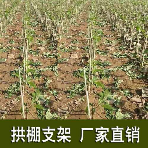 1000根大棚骨架玻璃纤维新型小拱棚支架地膜蔬菜棚拱杆玻璃钢农用 - 封面