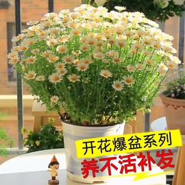 小雏菊花种子籽，四季开花播种玛格丽特易活花卉植物，室内外阳台盆栽