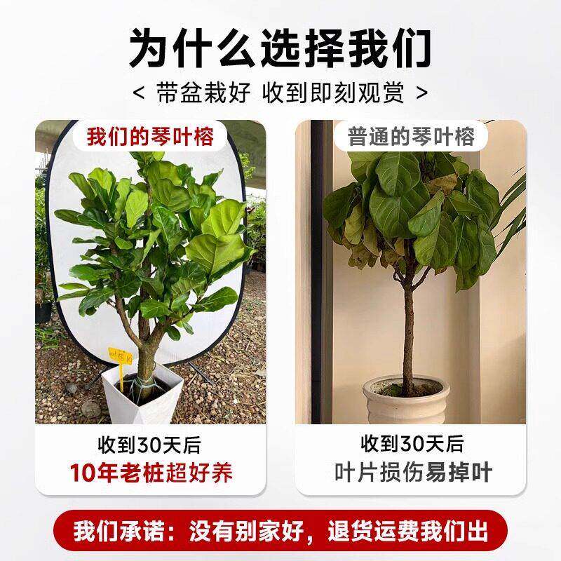 老桩榕琴叶栽客厅绿物室内大型好养大叶大型绿植植榕树特大号盆落