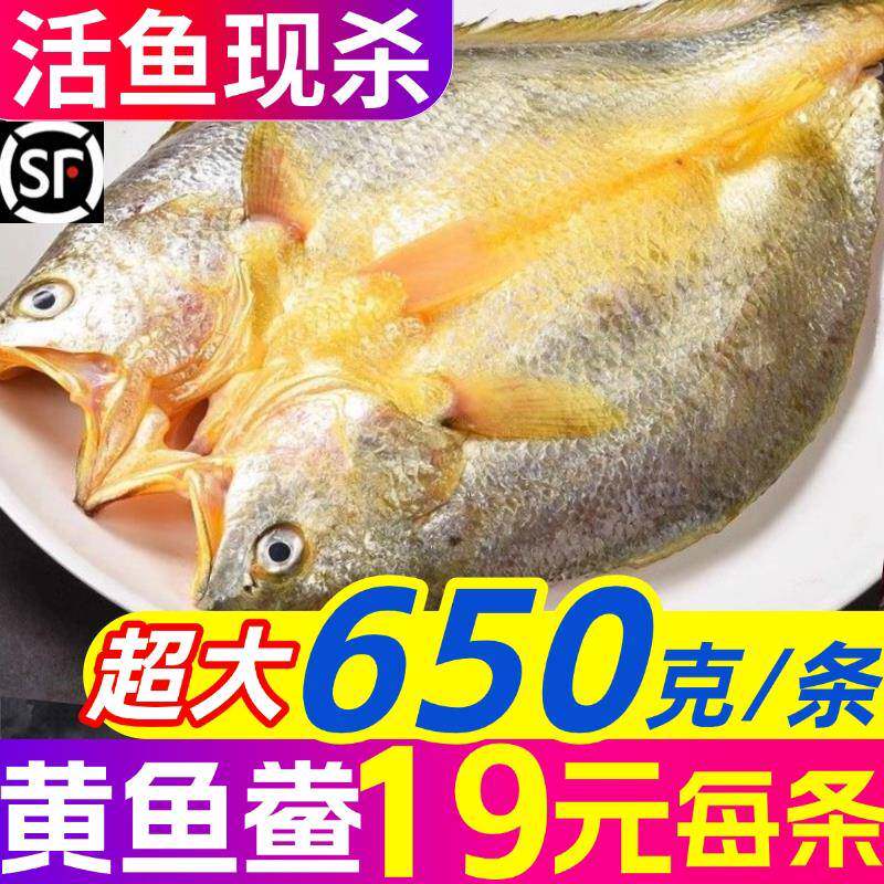黄鱼鯗大黄鱼新鲜超大黄花鱼商用冷冻三去特大开背黄花鱼海鲜水产