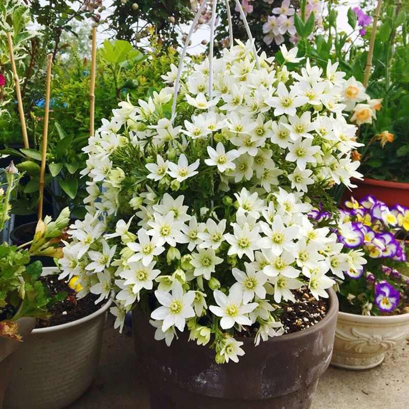 【5加】铁线莲拱门爬藤阳台庭院倒影新幻恭子小姐乌托邦倒影小绿