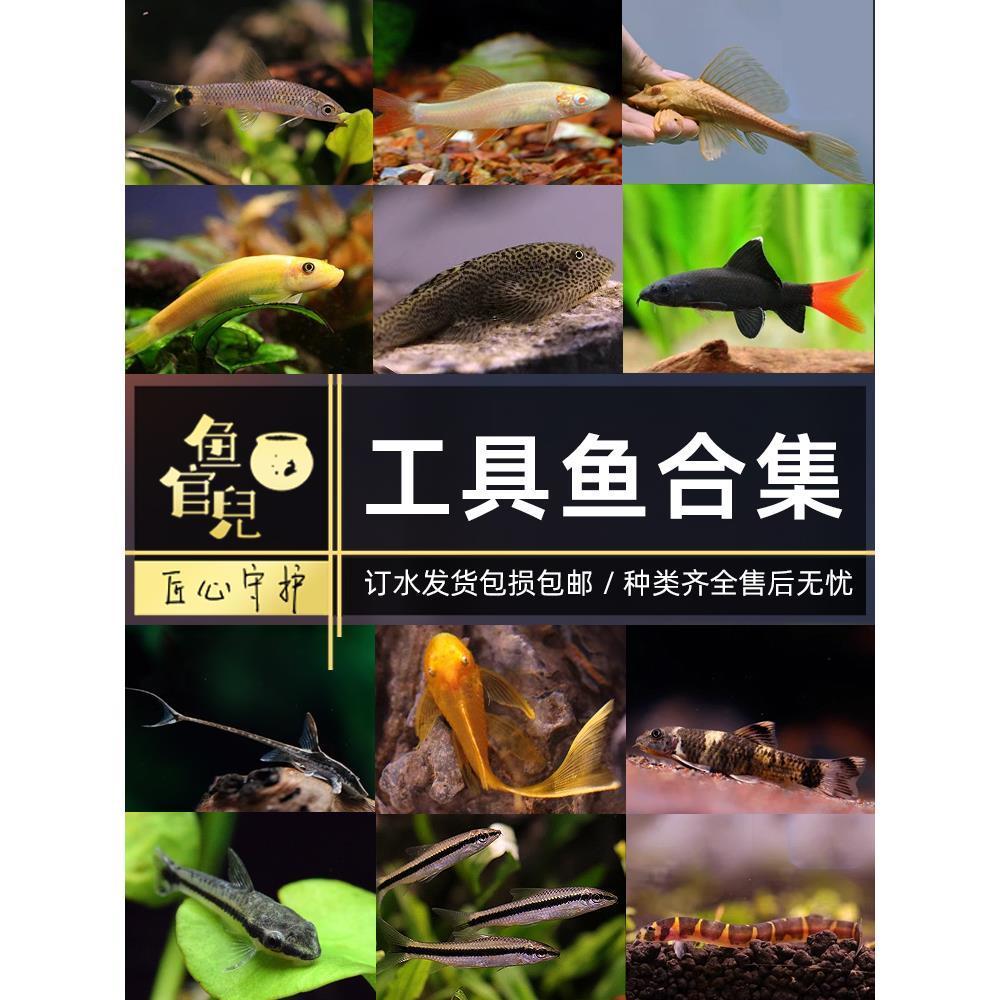 鱼官儿大帆胡子小精灵金苔鼠吸鳅鱼黑线飞狐除藻清垃圾粪便工具鱼