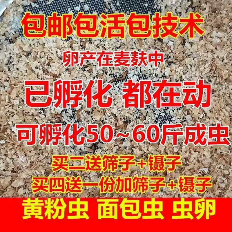 黄粉虫一代种虫卵面包虫虫卵黄粉虫虫卵活体买四份送一包邮包技术