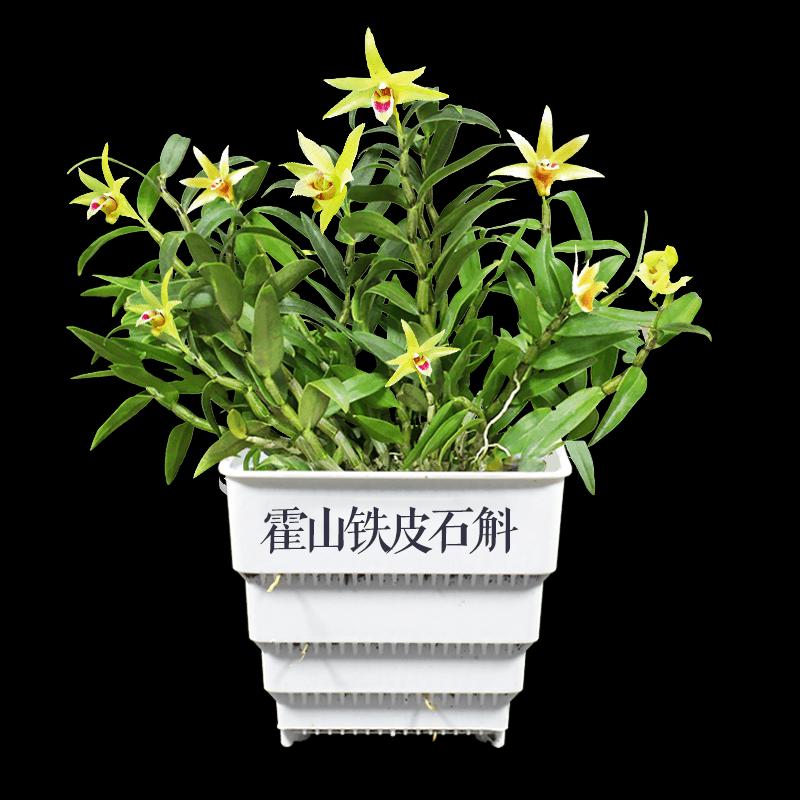 石斛室内花卉可食用景兰香鲜大种绿植开运桌面苗阳台盆栽霍山铁皮