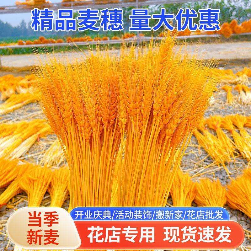 天然麦穗黄金大麦穗开业大麦干花篮源头厂家整箱