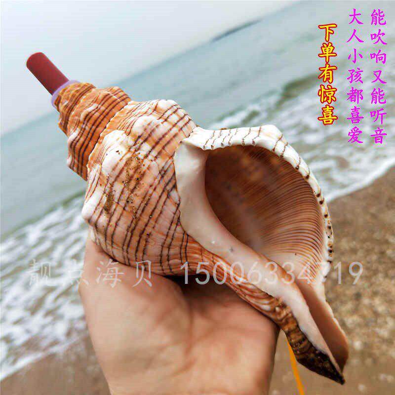 天然大海螺贝壳螺号哨子儿童玩具口哨贝壳工艺品可吹响号角礼物