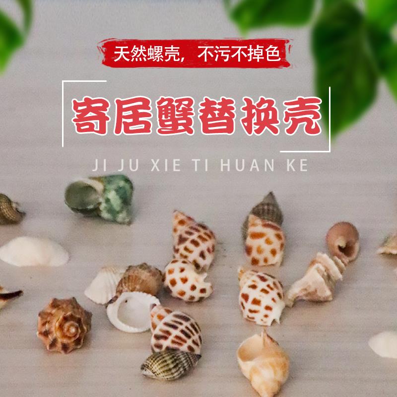 混装天然贝壳海螺海星鱼缸造景卷贝鱼水族箱寄居蟹装饰品手工套餐