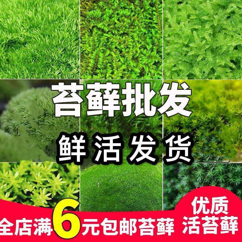 苔藓微景观鲜活发货青苔植物现采新鲜活绿植草坪盆景造景厂家