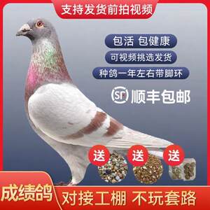 千公里成绩信鸽种鸽赛鸽比赛用鸽子活一对活体鸽子带脚足电子环