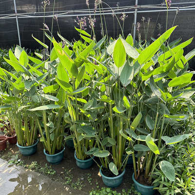 水池别墅力 水培搭配鱼池造景花绿净化 植植物水质再观赏花卉水生