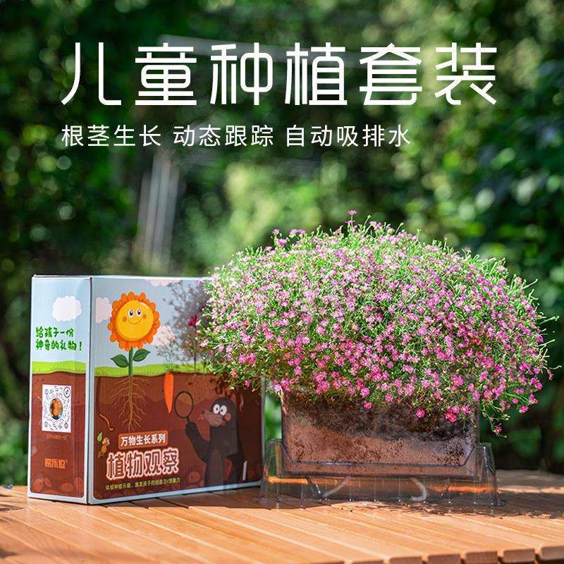 儿童种植小盆栽幼儿园科学实验观察套装透明盆办公室桌面绿植好养