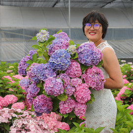 海蒂的花园绣球爆米花雷神海妈花园阳台庭院花卉植物地栽盆栽小苗