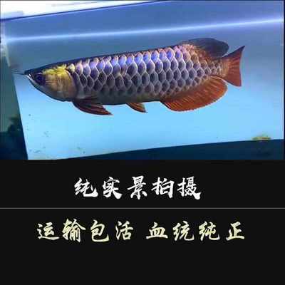 金龙鱼活鱼幼苗印尼红龙鱼古典蓝底金头过背中大型热带观赏鱼练手