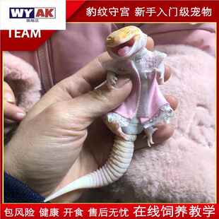 懒人养的宠物豹纹守宫爬宠活物入门级新手温顺可爱学生养肥尾守宫