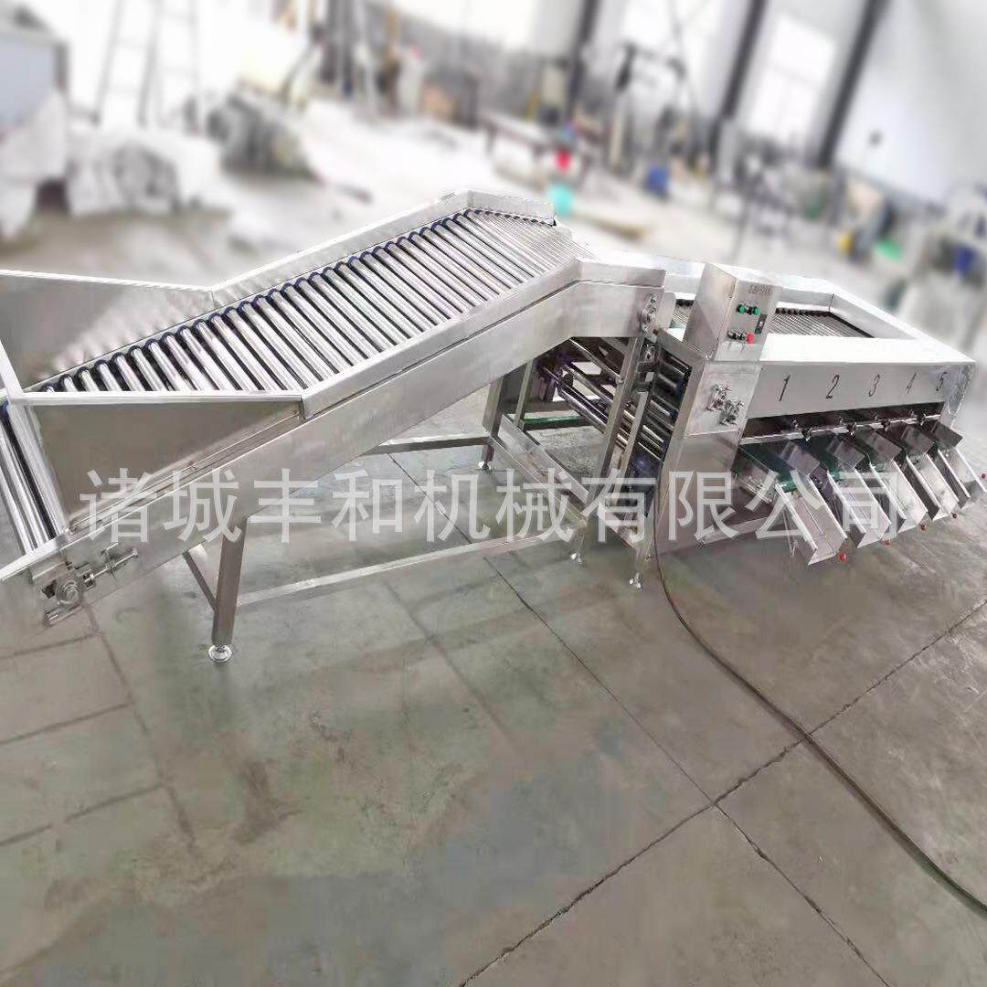 供应水果分选设备 金桔大枣分级机 火龙果分级机 西柚柠檬分级机