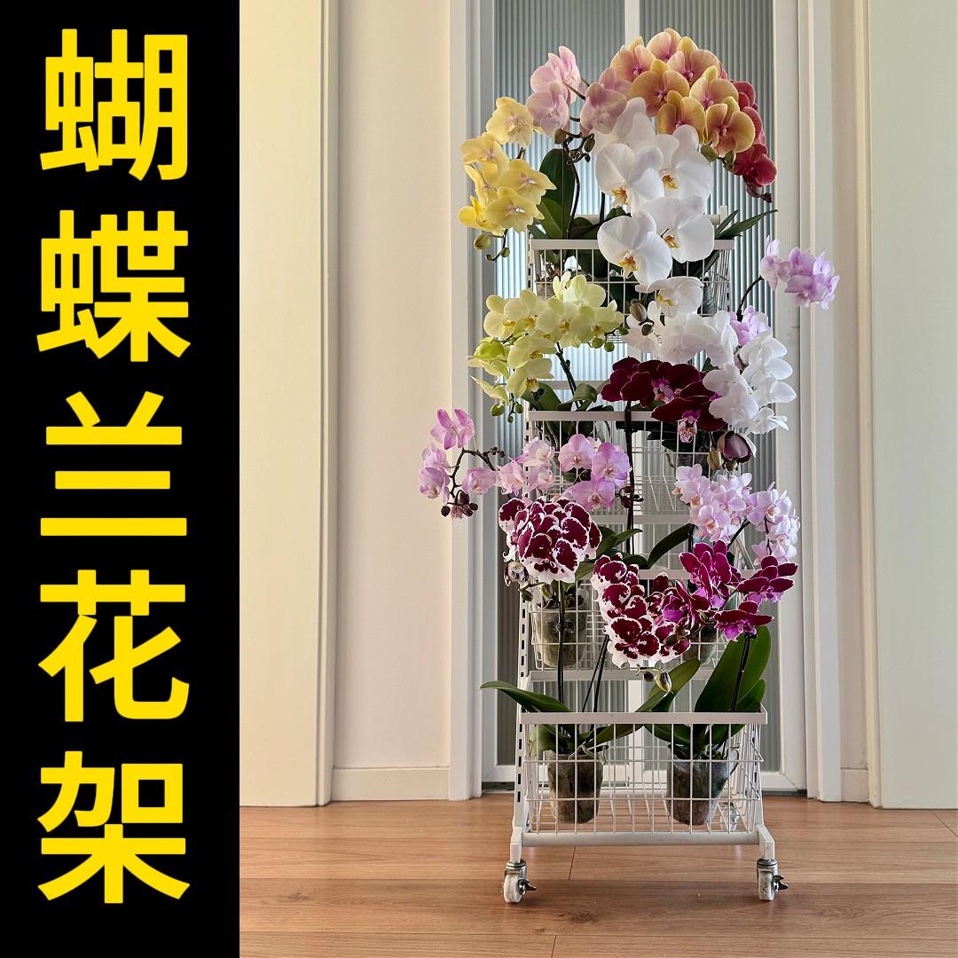 花架摆放蝴蝶兰专用多层架子客厅落地式可移动高级感创意带轮推车图片