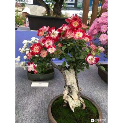 浓香 小画家 姬月季日本名贵进口微型月季 稀有品种小苗