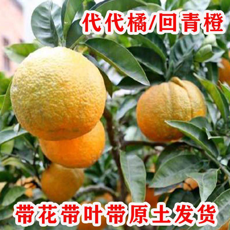正宗金华玳玳橘树苗盆栽代代橘树果苗回青橙树果苗地栽南北方种植 - 实物图