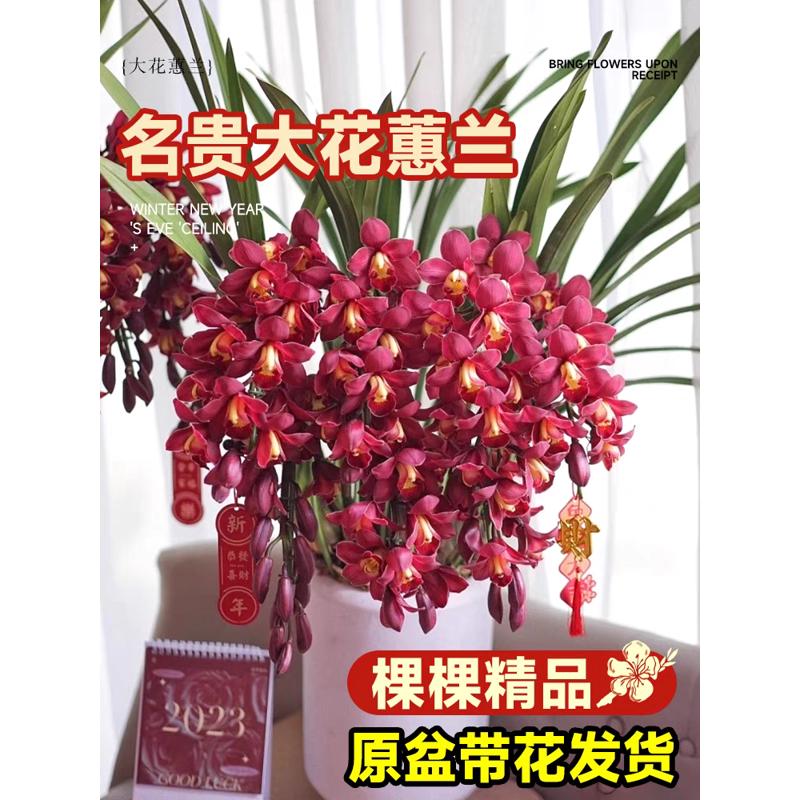 大花惠兰带花苞花剑精品年宵花卉鲜花室内四季蕙兰浓香慧兰花盆栽