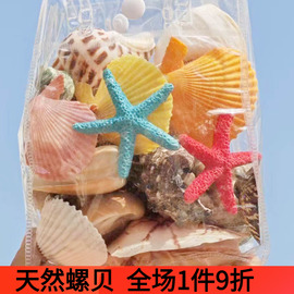 天然大海螺贝壳海星海螺壳鱼缸造景海星贝壳儿童幼儿园DIY手工玩
