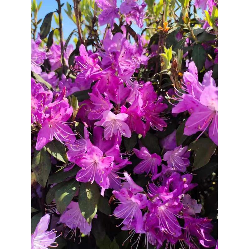 珍贵高山杜鹃花小叶鹿角杜鹃庭院花卉盆景阳台植物四季彩叶盆栽