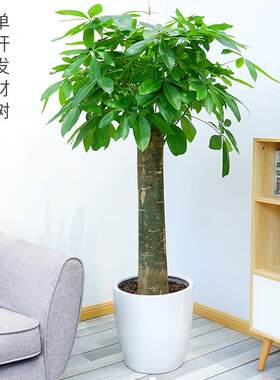 大发财树步步高客厅室内盆栽大盆景大棵植物大辫子发财树树苗绿植
