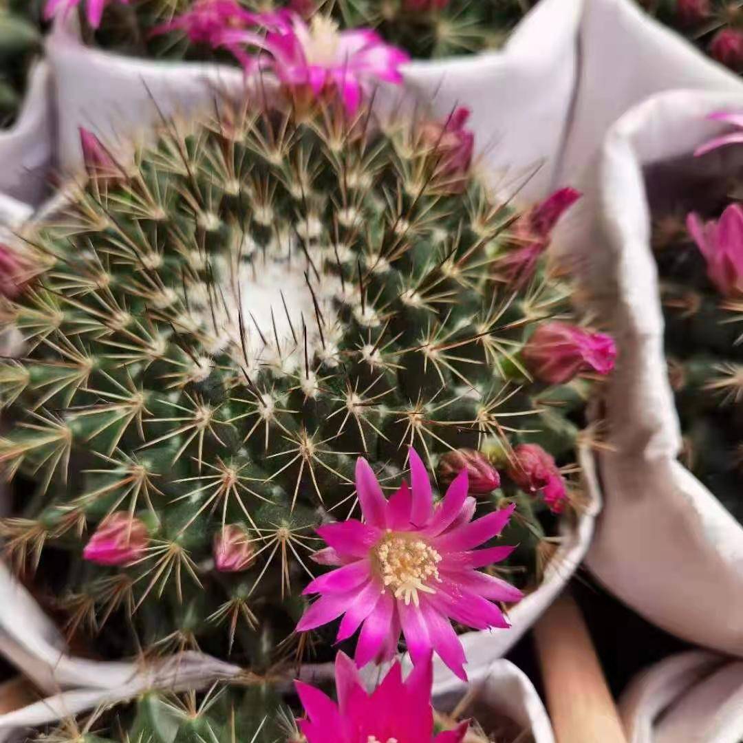 基地直供家居植多物花卉盆栽【】仙人球肉植物盆紫光殿栽紫光殿