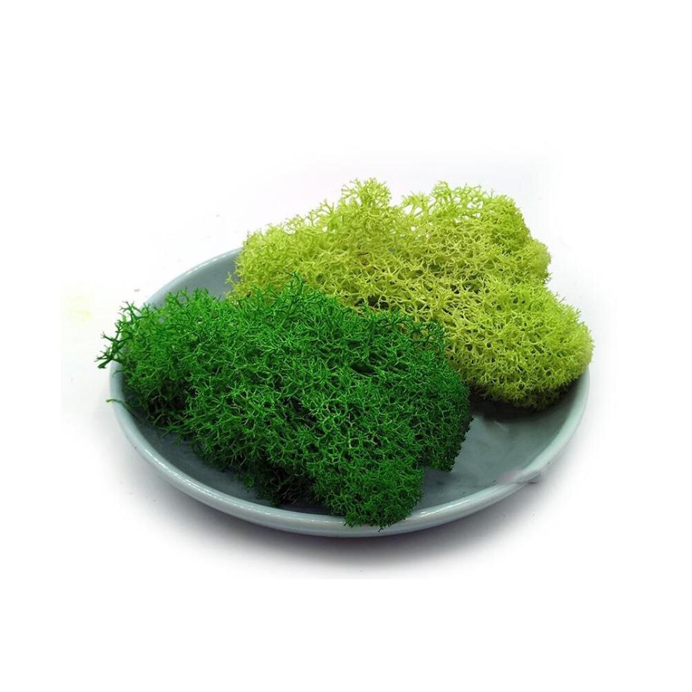 青苔苔藓植物造景永生苔藓植物墙仿真绿植墙装饰材料盒装苔藓