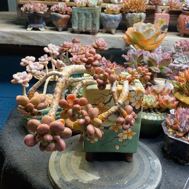 精品老桩多肉拍卖6-22先锋派