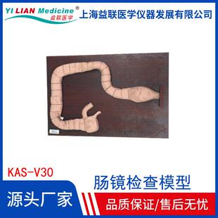 乙状结肠镜检查模型肠镜检查演示训练教学模型自然大肠镜模型