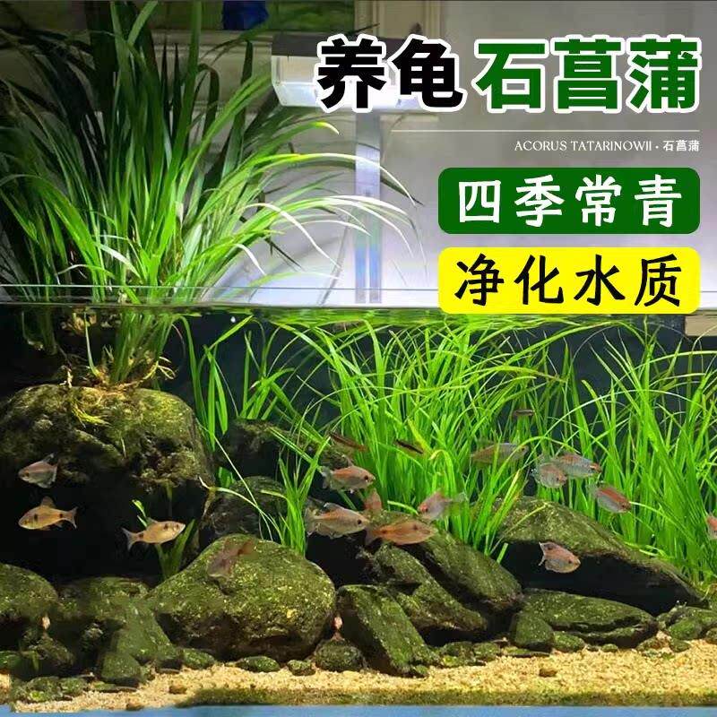 水培石菖蒲苗鱼池龟缸造景水草好养易活盆栽养龟绿植附石四季常青